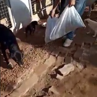 photo de livraison pour Comme Chiens et Chats Maroc