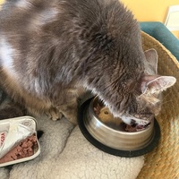 photo de livraison pour Ecole du Chat de Poitiers