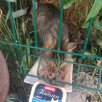 photo de livraison pour Les Chats-Pitresdelavi-Ste