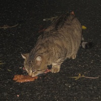 photo de livraison pour Chat Libre de l'Ile du Ramier