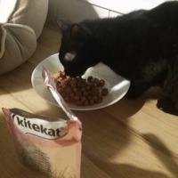 photo de livraison pour Les Pattounes de l'Espoir