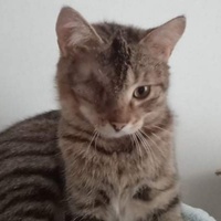 photo de livraison pour Hungry Cats14