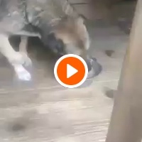 photo de livraison pour Ruka za Sapu