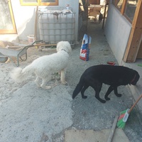 photo de livraison pour UZZŽ "Sretna Šapa"