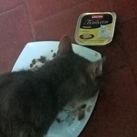 photo de livraison pour Les chats libres de Caro