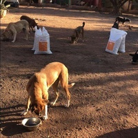 photo de livraison pour Help Adopt Moroccan Animals