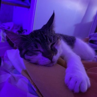 photo de livraison pour Anima'passion
