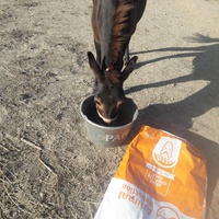 photo de livraison pour Happy Horse Day