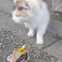 photo de livraison pour Les Chats'nonymes