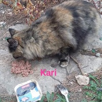 photo de livraison pour Les Chats-Pitresdelavi-Ste