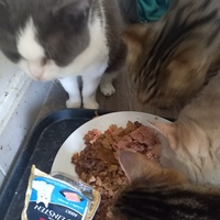 photo de livraison pour Les Pattounes de l'Espoir