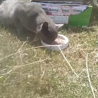 photo de livraison pour Paroles de Chats