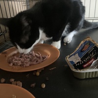 photo de livraison pour Association C.A.T.S. Chat Animal Terrien Solidarité