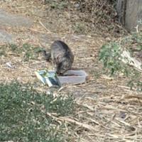 photo de livraison pour Ecole du Chat des Alpilles