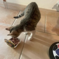 photo de livraison pour Les Chats de la Rue