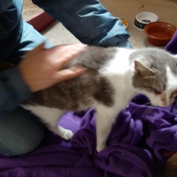 photo de livraison pour Bien vivre avec les Chats Sallélois