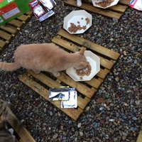 photo de livraison pour Les chats de chez nous