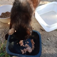 photo de livraison pour Les Chats-Pitresdelavi-Ste