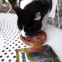 photo de livraison pour Chats en Liberté