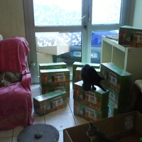 photo de livraison pour Pattes de Chats 50