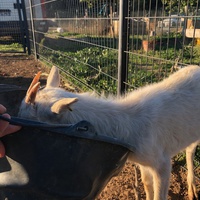 photo de livraison pour La Ferme des Zanimobiles