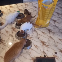 photo de livraison pour Comme Chiens et Chats Maroc