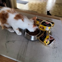 photo de livraison pour Le Gang des Matous