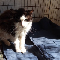 photo de livraison pour Amicale Chats