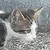 photo animal