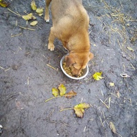 photo de livraison pour Serbian Society for the Protection of Animals - SSPA