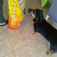 photo de livraison pour P.U.Ž. pomoć ugroženim životinjama Vel Gradište