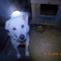 photo de livraison pour Pro Animals Finland ry