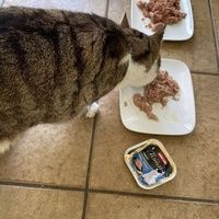 photo de livraison pour Les Chats De QUEAUX