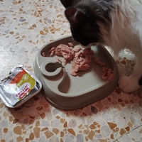 photo de livraison pour Cat Miaou