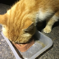 photo de livraison pour Félin Pour L’Hôte