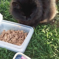 photo de livraison pour Les Chats-Pitresdelavi-Ste