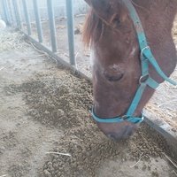 photo de livraison pour Equi-Libre : Droit à la Retraite Equine
