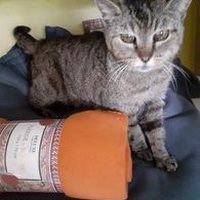 photo de livraison pour Les Chats de la Rue