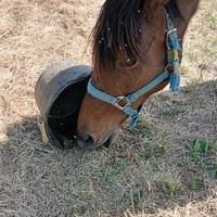 photo de livraison pour Equi-Libre : Droit à la Retraite Equine