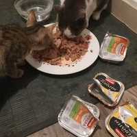 photo de livraison pour Les Pattounes de l'Espoir