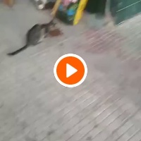 photo de livraison pour Comme Chiens et Chats Maroc