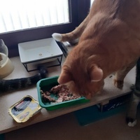 photo de livraison pour Des Cœurs pour les Pattes du 93