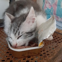 photo de livraison pour Bien vivre avec les Chats Sallélois