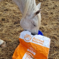 photo de livraison pour La Retraite des Chevaux des Causses