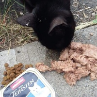 photo de livraison pour Les Chats-Pitresdelavi-Ste