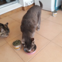 photo de livraison pour L'Arche des Amis à pattes