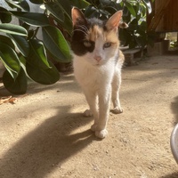 photo de livraison pour STREET CATS
