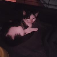 photo de livraison pour Eden Cat