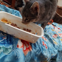 photo de livraison pour Une vie, Un chat