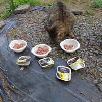 photo de livraison pour Chez Minou
